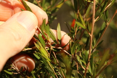 Leptospermum microcarpum