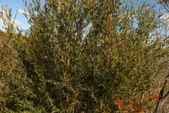 Leptospermum microcarpum