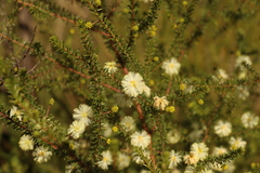 Acacia brunioides