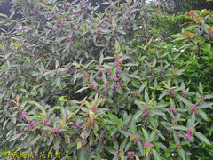 Callicarpa tikusikensis