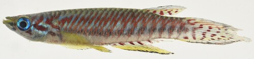 Banded panchax (Epiplatys bifasciatus) — Nothobranchiidae — 2