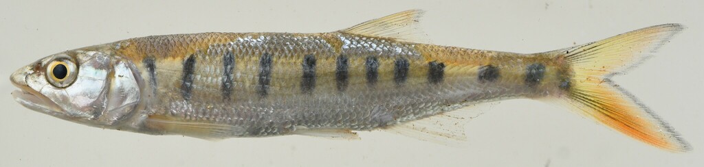 Senegal minnow (Raiamas senegalensis) — Cyprinidae