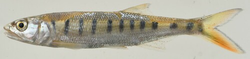 Senegal minnow (Raiamas senegalensis) — Cyprinidae