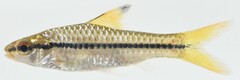Enteromius macrops