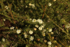 Acacia brunioides