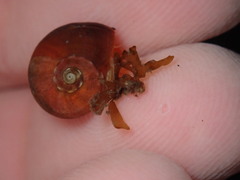 Norrisia