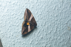 Bastilla fulvotaenia
