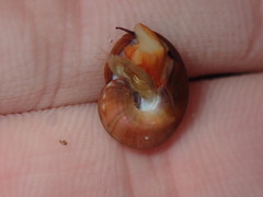 Norrisia