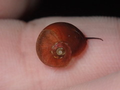 Norrisia