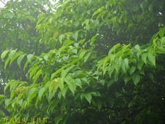 Rhamnus nakaharai