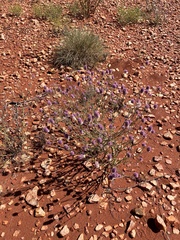 Ptilotus helipteroides