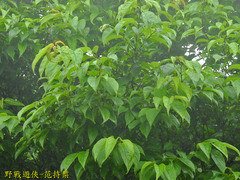Rhamnus nakaharai