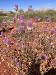 Ptilotus helipteroides