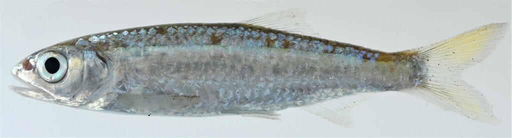 Nile minnow (Leptocypris niloticus) — Cyprinidae