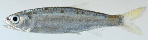 Nile minnow (Leptocypris niloticus) — Cyprinidae
