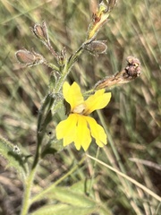 Goodenia muelleriana