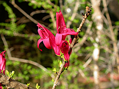 Graptophyllum excelsum