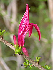 Graptophyllum excelsum