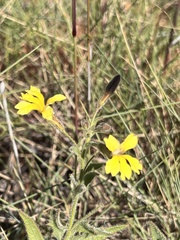 Goodenia muelleriana