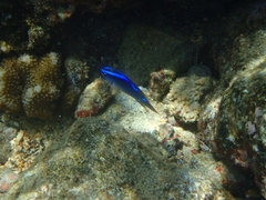 Chrysiptera brownriggii