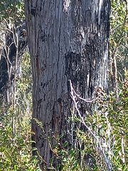 Eucalyptus marginata marginata
