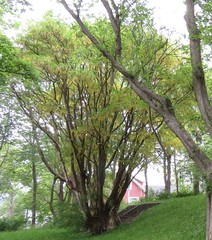 Laburnum anagyroides