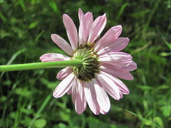 Tanacetum coccineum