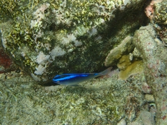 Chrysiptera brownriggii