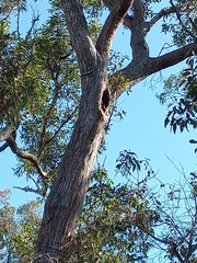 Eucalyptus marginata marginata