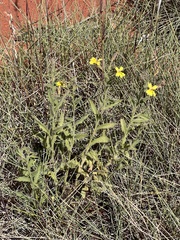 Goodenia muelleriana