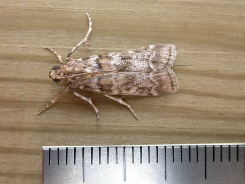 Dioryctria sylvestrella