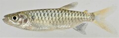 Brycinus macrolepidotus