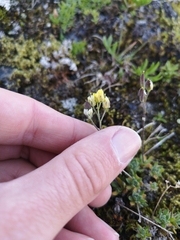 Draba novolympica