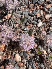Ptilotus axillaris