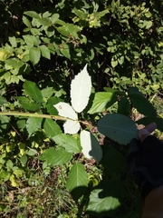 Rubus montanus