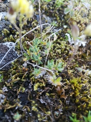 Draba novolympica
