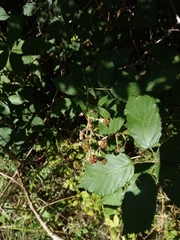 Rubus montanus