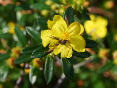 Hibbertia bracteata