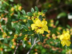 Hibbertia bracteata