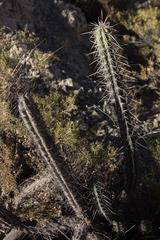 Corryocactus melanotrichus