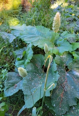 Phalaris canariensis