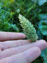 Phalaris canariensis