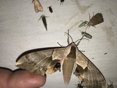 Smerinthus saliceti