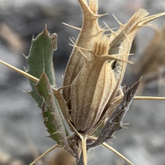 Blepharis diversispina image