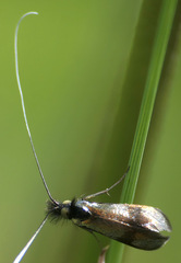 Nemophora minimella