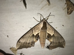 Smerinthus saliceti