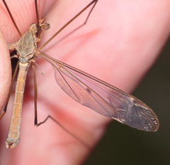 Tipula fulvipennis