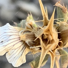 Blepharis diversispina image