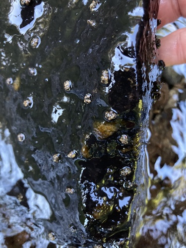 iNaturalist observation photo of Caddisflies