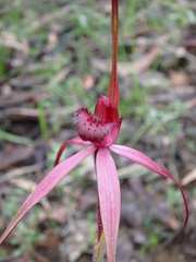 Caladenia clavescens